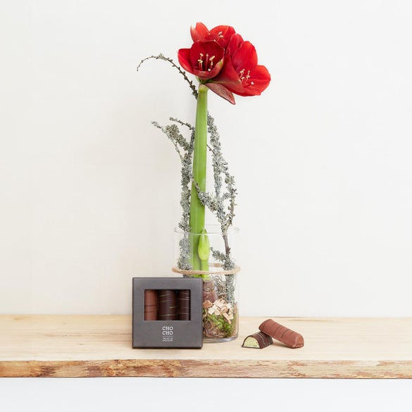 Rød amaryllis i glas med CHO CHO Marcipanbrød